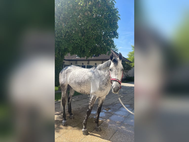 Österreichisches Warmblut Stute 10 Jahre 173 cm Schimmel in Linz