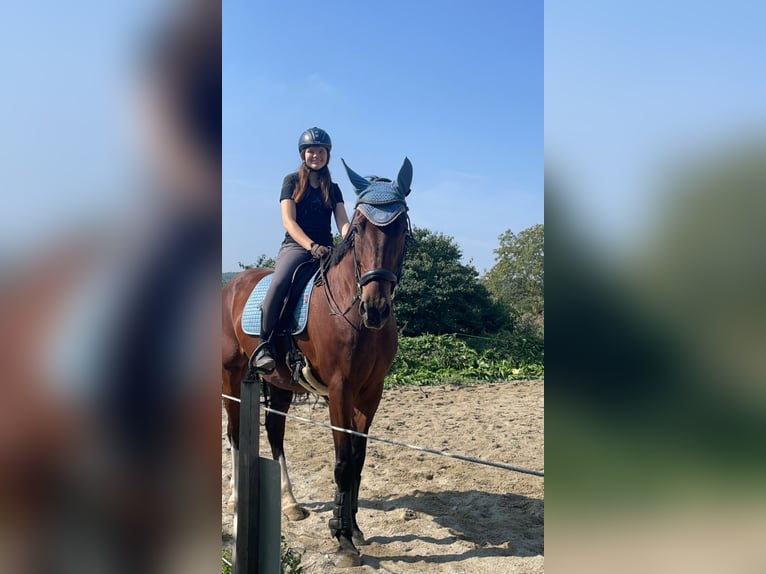 Österreichisches Warmblut Stute 10 Jahre 175 cm Brauner in Spratzern