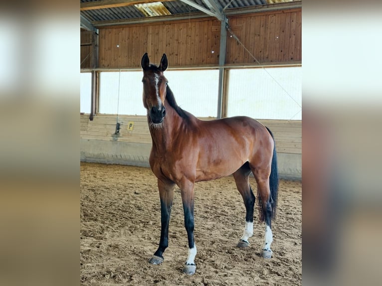 Österreichisches Warmblut Stute 10 Jahre 175 cm Brauner in Villach