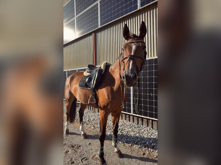 Österreichisches Warmblut Stute 10 Jahre 175 cm Brauner in Villach