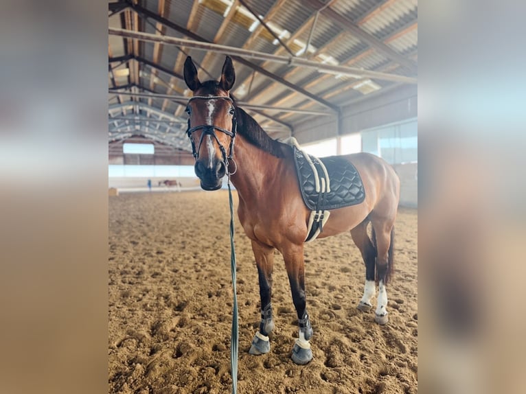 Österreichisches Warmblut Stute 10 Jahre 175 cm Brauner in Villach
