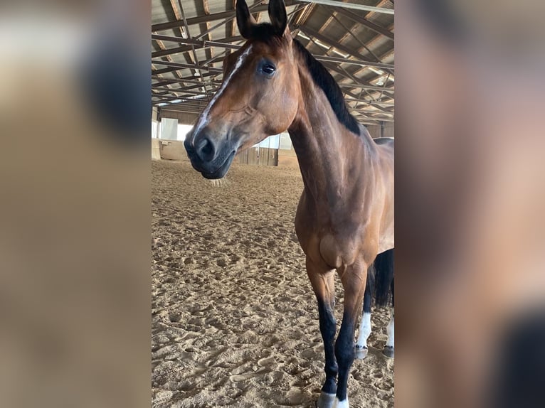 Österreichisches Warmblut Stute 10 Jahre 175 cm Brauner in Villach
