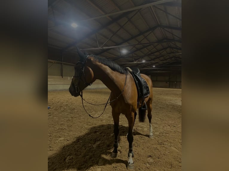Österreichisches Warmblut Stute 10 Jahre 175 cm Brauner in Villach