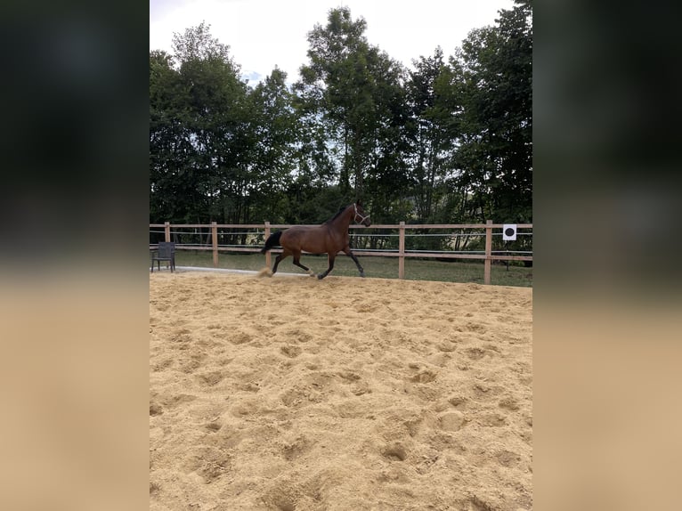 Österreichisches Warmblut Stute 11 Jahre 160 cm Brauner in Steinakirchen