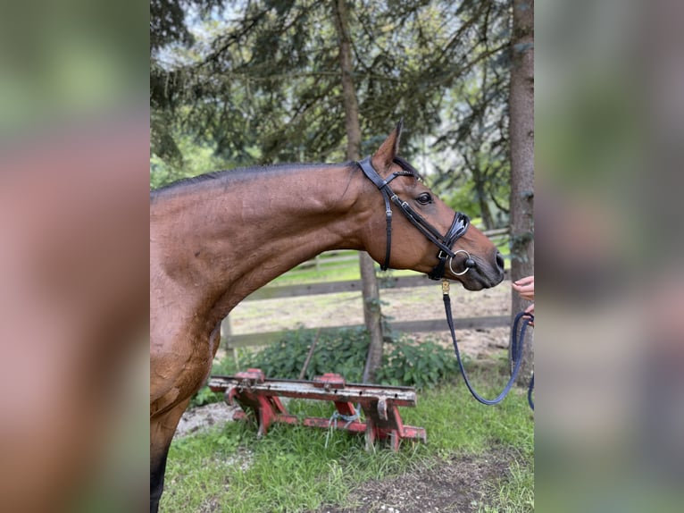 Österreichisches Warmblut Stute 11 Jahre 160 cm Brauner in Steinakirchen