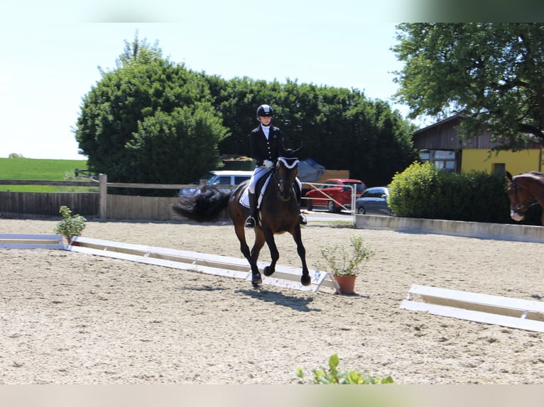 Österreichisches Warmblut Stute 11 Jahre 162 cm Brauner in Gallneukirchen