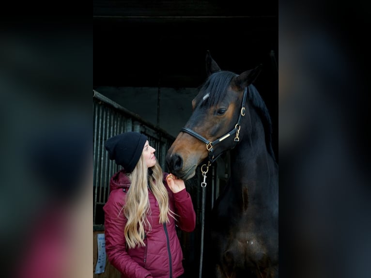 Österreichisches Warmblut Stute 11 Jahre 162 cm Brauner in Gallneukirchen