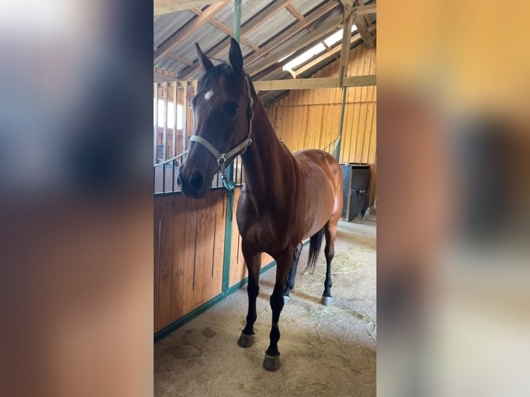 Österreichisches Warmblut Stute 11 Jahre 165 cm Brauner in Leopoldsdorf