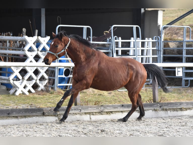 Österreichisches Warmblut Stute 11 Jahre 165 cm Brauner in Lichtenberg
