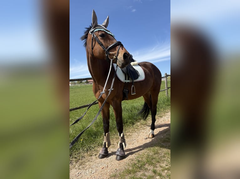 Österreichisches Warmblut Stute 11 Jahre 167 cm Brauner in Vilsbiburg