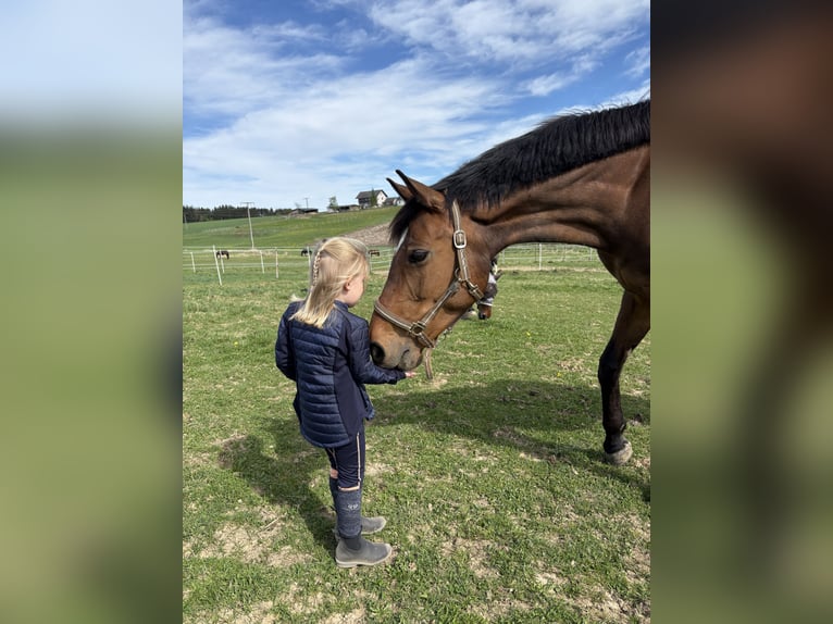 Österreichisches Warmblut Stute 11 Jahre 167 cm Brauner in Vilsbiburg