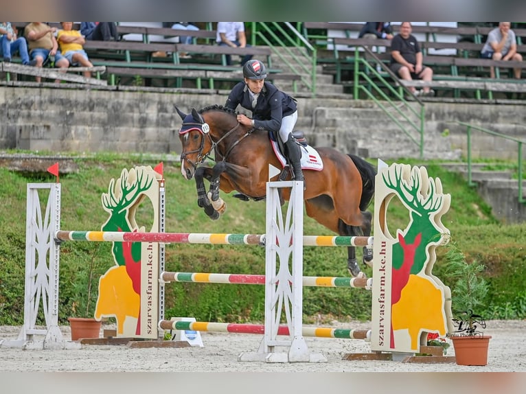 Österreichisches Warmblut Stute 11 Jahre 168 cm Brauner in Baden