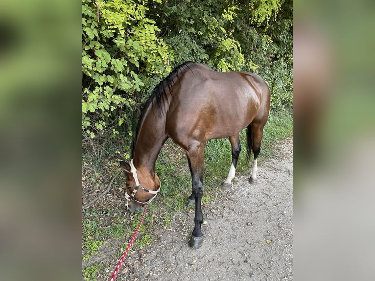 Österreichisches Warmblut Stute 11 Jahre 170 cm Brauner in Wien, Donaustadt