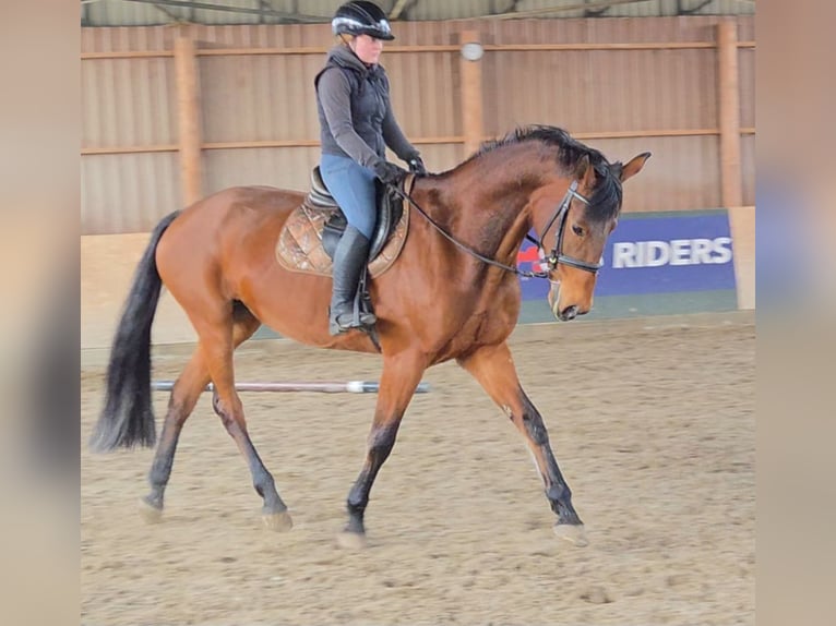 Österreichisches Warmblut Stute 11 Jahre 172 cm Brauner in Schattendorf