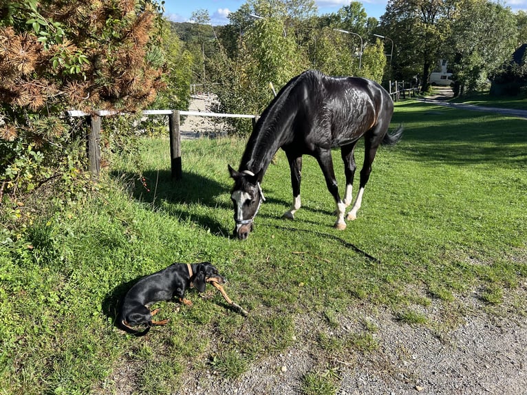 Österreichisches Warmblut Stute 11 Jahre 173 cm Brauner in Breitenfurt bei Wien