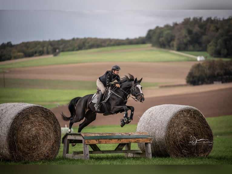 Österreichisches Warmblut Stute 11 Jahre 173 cm Brauner in Breitenfurt bei Wien