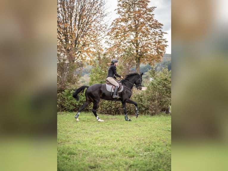 Österreichisches Warmblut Stute 11 Jahre 173 cm Brauner in Breitenfurt bei Wien