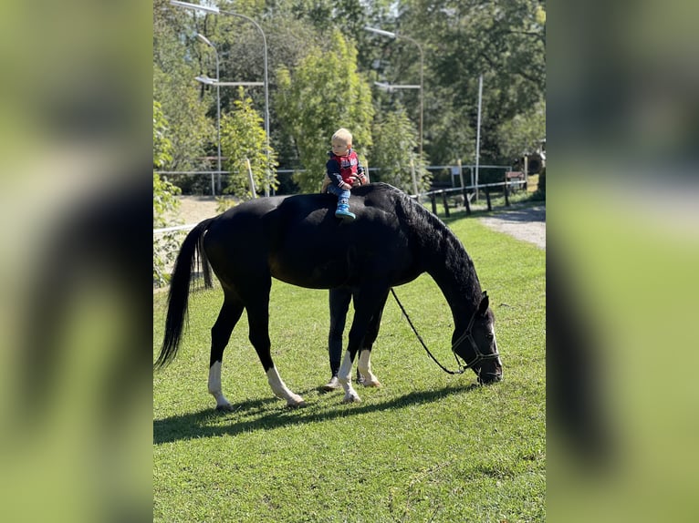 Österreichisches Warmblut Stute 11 Jahre 173 cm Brauner in Breitenfurt bei Wien