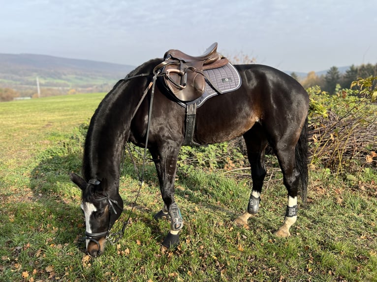 Österreichisches Warmblut Stute 11 Jahre 173 cm Brauner in Breitenfurt bei Wien