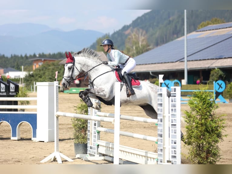 Österreichisches Warmblut Stute 11 Jahre 173 cm Schimmel in Linz