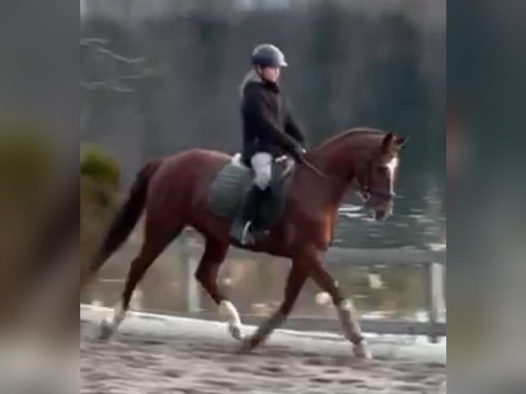 Österreichisches Warmblut Stute 12 Jahre 158 cm Dunkelfuchs in Klgenfurt