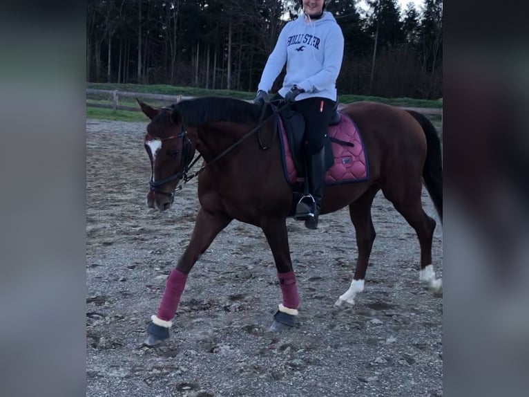 Österreichisches Warmblut Stute 12 Jahre 158 cm Dunkelfuchs in Klgenfurt