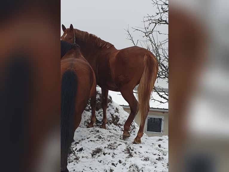 Österreichisches Warmblut Stute 12 Jahre 164 cm Fuchs in UntergriesbachUntergriesbach