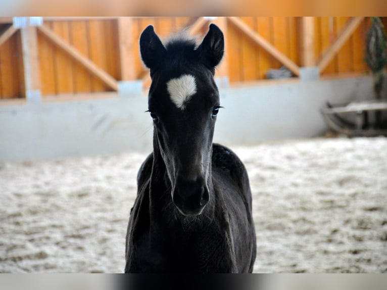 Österreichisches Warmblut Stute 12 Jahre 168 cm Rappe in Kremsmünster