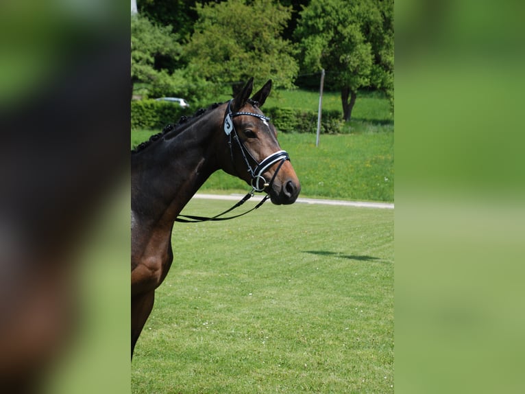 Österreichisches Warmblut Stute 12 Jahre 170 cm Dunkelbrauner in Zöfing