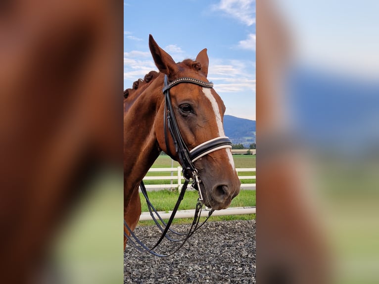 Österreichisches Warmblut Stute 12 Jahre 173 cm Fuchs in Sachendorf