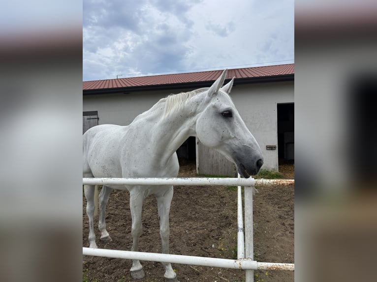 Österreichisches Warmblut Stute 12 Jahre 174 cm Schimmel in Ebreichsdorf