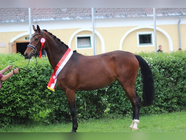 Österreichisches Warmblut Stute 12 Jahre Brauner in Bad Hall