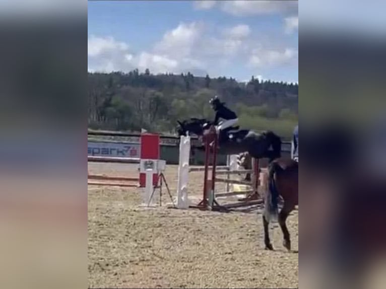 Österreichisches Warmblut Stute 12 Jahre Dunkelbrauner in St.Marein bei Graz