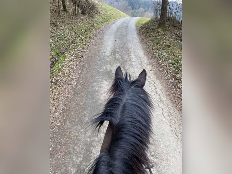 Österreichisches Warmblut Stute 12 Jahre Dunkelbrauner in St.Marein bei Graz