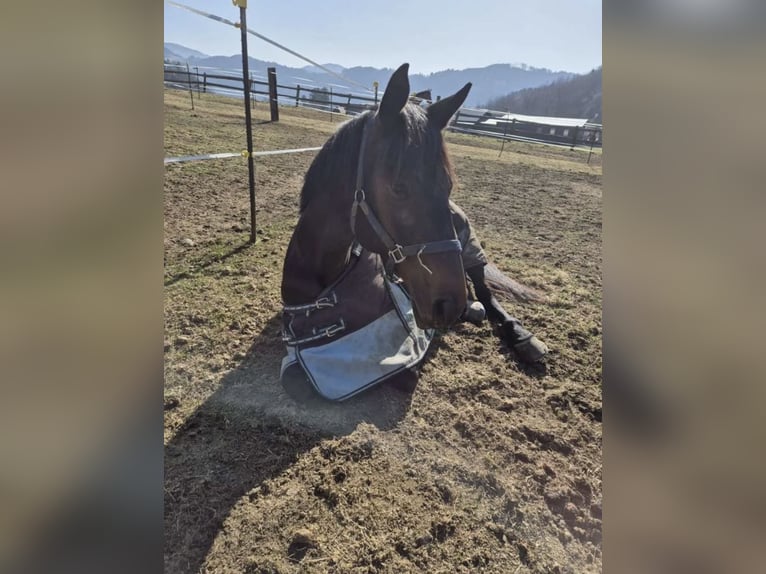 Österreichisches Warmblut Stute 12 Jahre Dunkelbrauner in St.Marein bei Graz