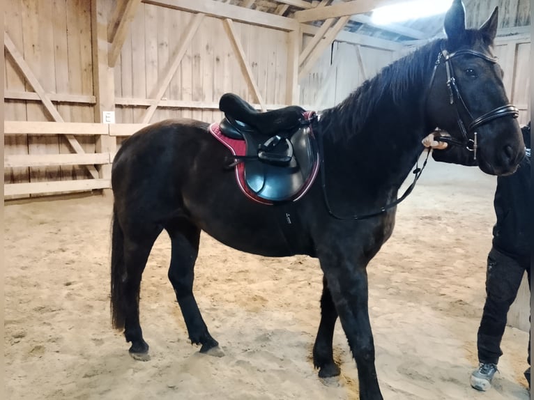 Österreichisches Warmblut Stute 13 Jahre 155 cm Rappe in Königsbrunn am Wagram