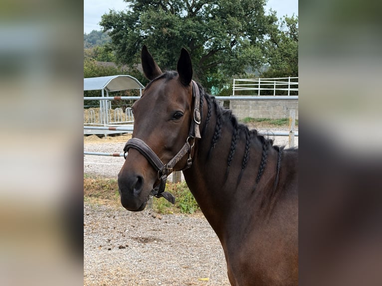 Österreichisches Warmblut Stute 13 Jahre 158 cm Brauner in Reisenberg