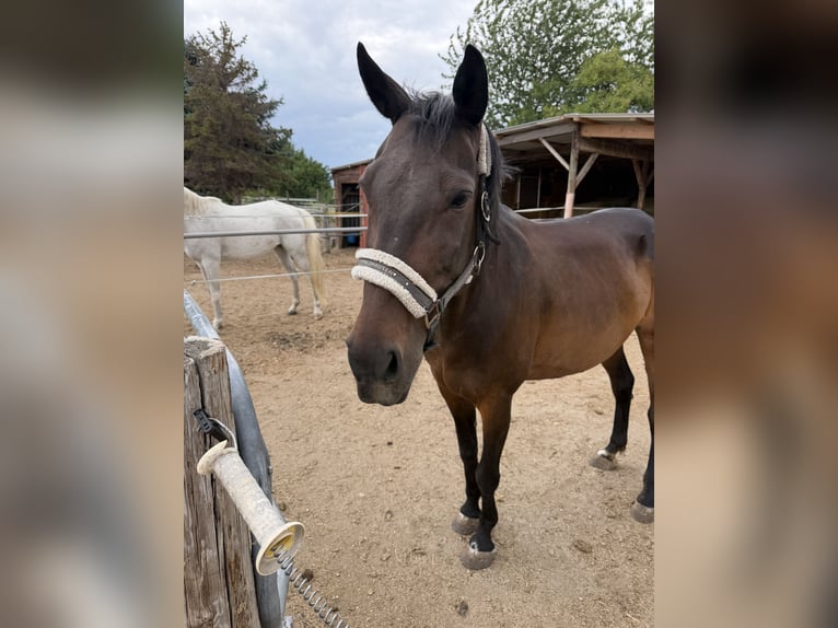 Österreichisches Warmblut Stute 13 Jahre 158 cm Brauner in Reisenberg