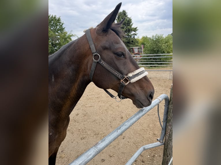 Österreichisches Warmblut Stute 13 Jahre 158 cm Brauner in Reisenberg