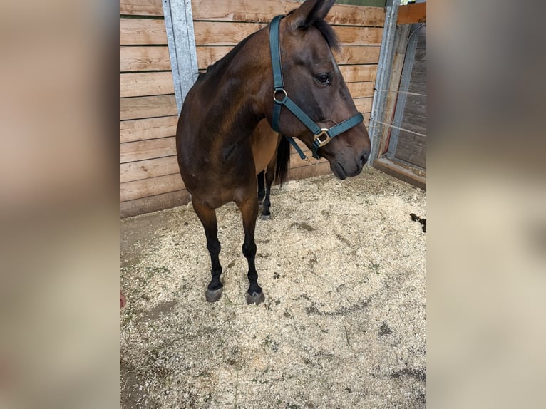 Österreichisches Warmblut Stute 13 Jahre 158 cm Brauner in Reisenberg
