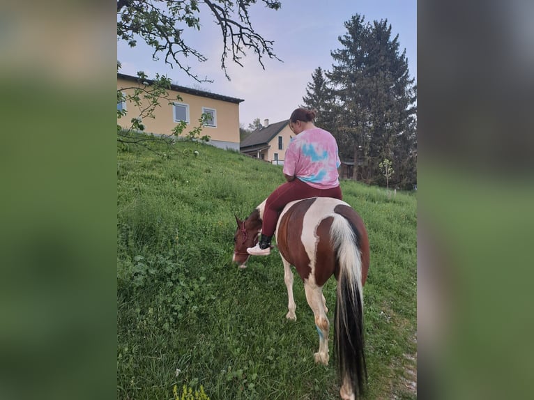 Österreichisches Warmblut Stute 13 Jahre 158 cm Schecke in Berndorf