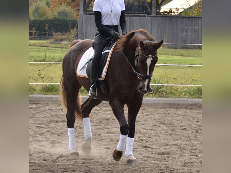 Österreichisches Warmblut Stute 13 Jahre 162 cm Dunkelfuchs in Jenig