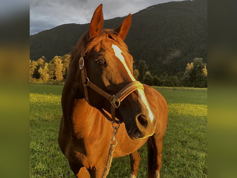 Österreichisches Warmblut Stute 13 Jahre 162 cm Dunkelfuchs in Jenig