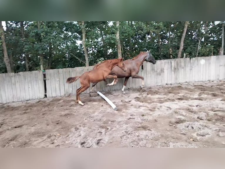 Österreichisches Warmblut Stute 13 Jahre 162 cm Fuchs in Warmsroth