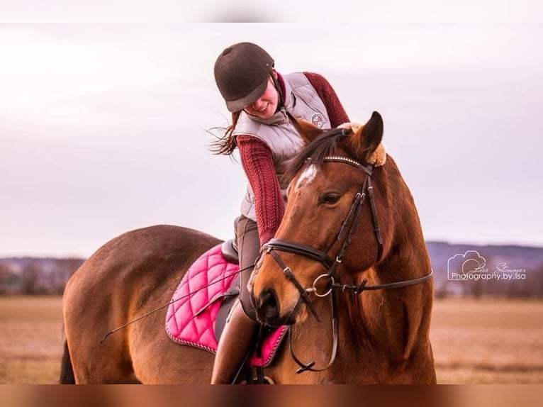 Österreichisches Warmblut Stute 13 Jahre 168 cm Brauner in Heiligenkreuz