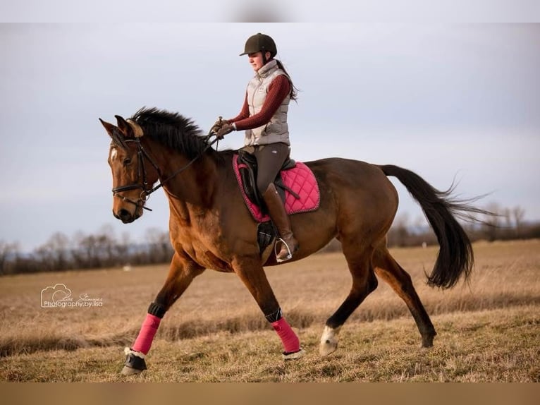 Österreichisches Warmblut Stute 13 Jahre 168 cm Brauner in Heiligenkreuz