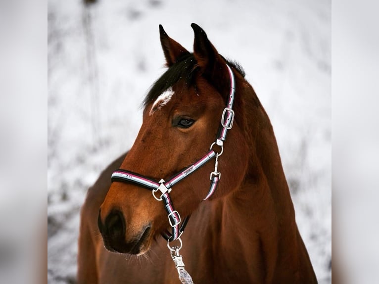 Österreichisches Warmblut Stute 13 Jahre 168 cm Brauner in Heiligenkreuz