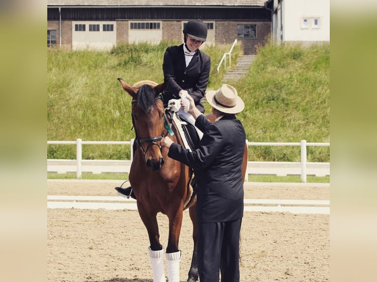 Österreichisches Warmblut Stute 13 Jahre 168 cm Brauner in Heiligenkreuz
