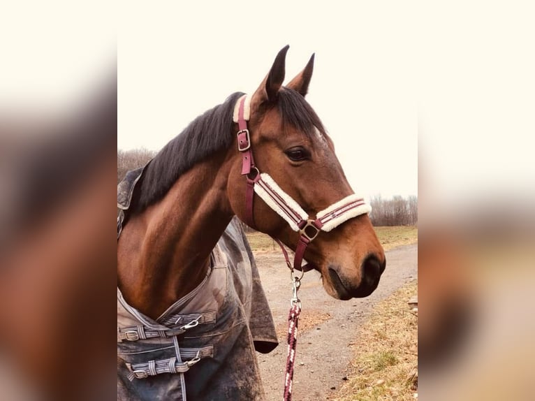 Österreichisches Warmblut Stute 13 Jahre 168 cm Brauner in Heiligenkreuz