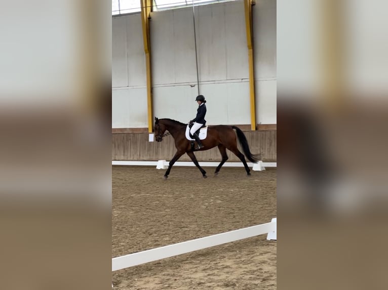 Österreichisches Warmblut Stute 13 Jahre 172 cm Brauner in Niederleis Österreichisches Warmblut Stute 13 Jahre 172 cm Brauner in Niederleis